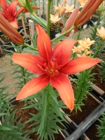 [5111 Red Twin DJ No01.JPG]